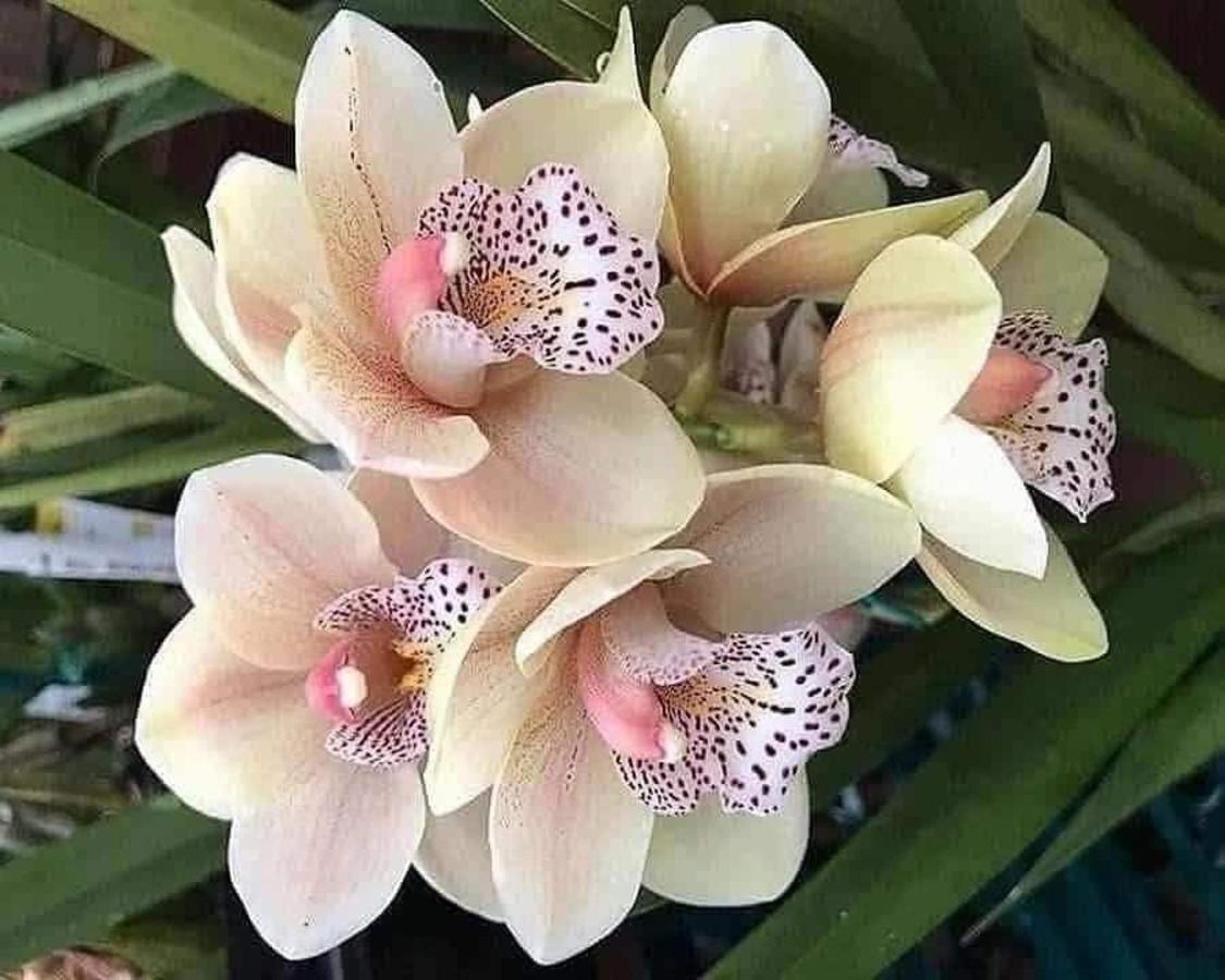 Magic Flower Rooms Cahuita Ngoại thất bức ảnh