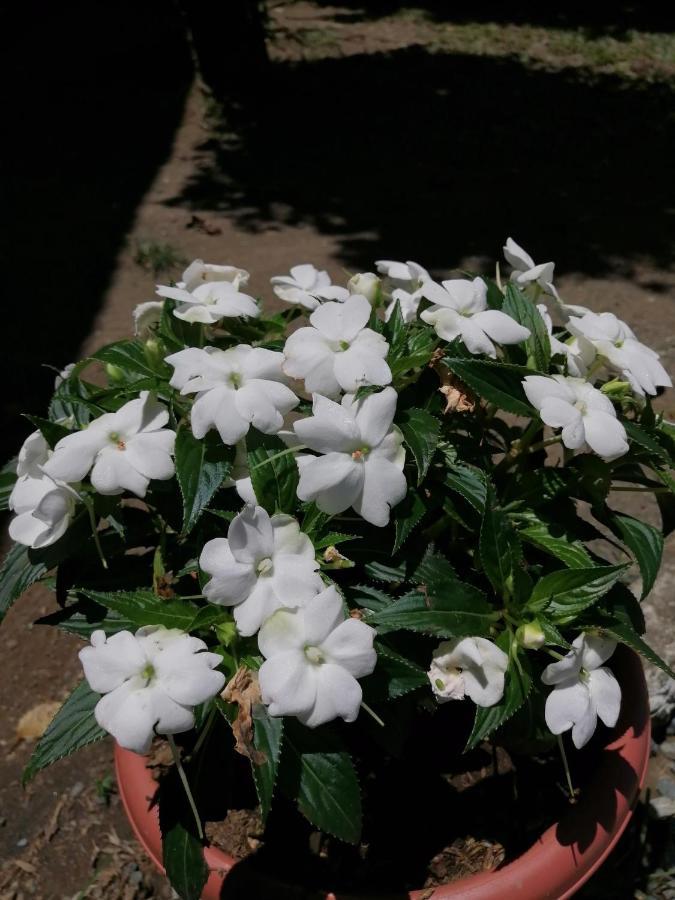 Magic Flower Rooms Cahuita Ngoại thất bức ảnh
