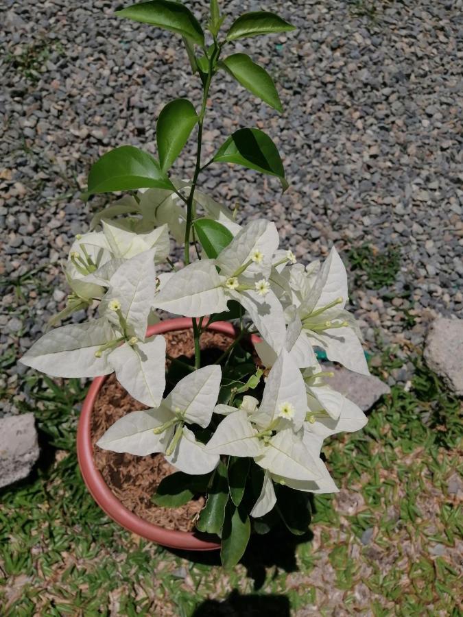 Magic Flower Rooms Cahuita Ngoại thất bức ảnh