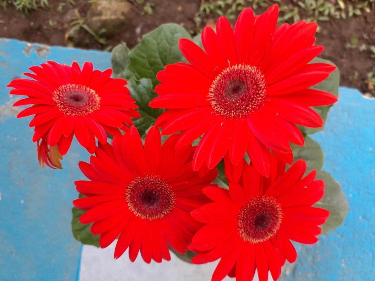 Magic Flower Rooms Cahuita Ngoại thất bức ảnh